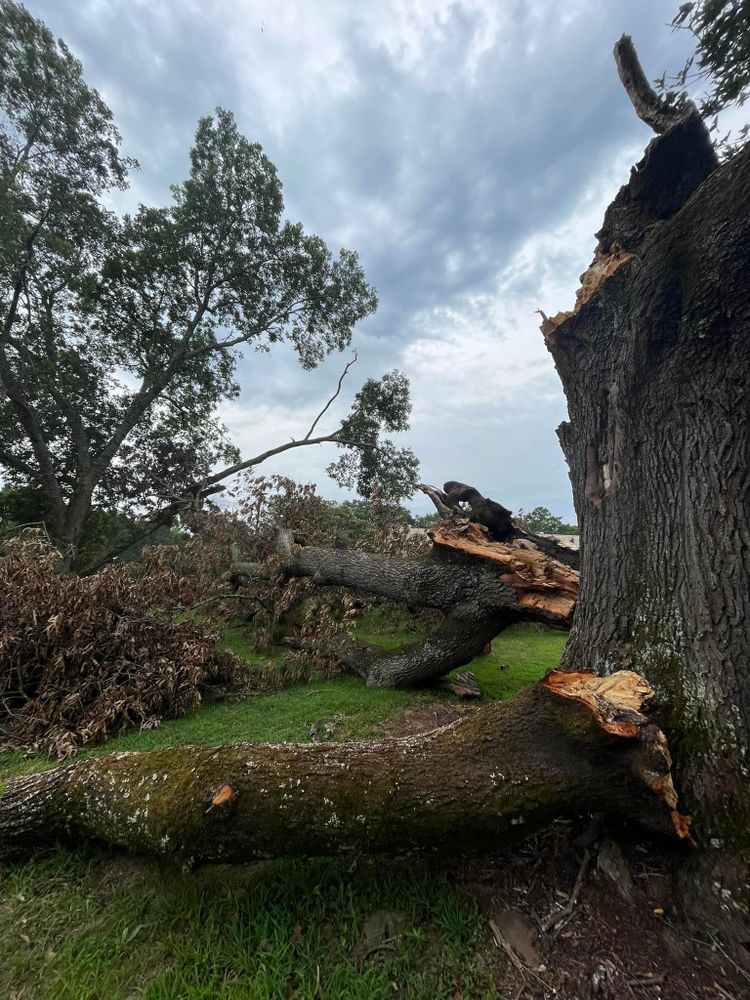 Tree Removal for Big Rock Tree Removal LLC in Boaz, AL