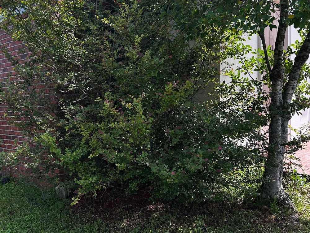 All Photos for Jay C’s Touch Landscaping & Pressure Washing Services LLC in Marrero, LA