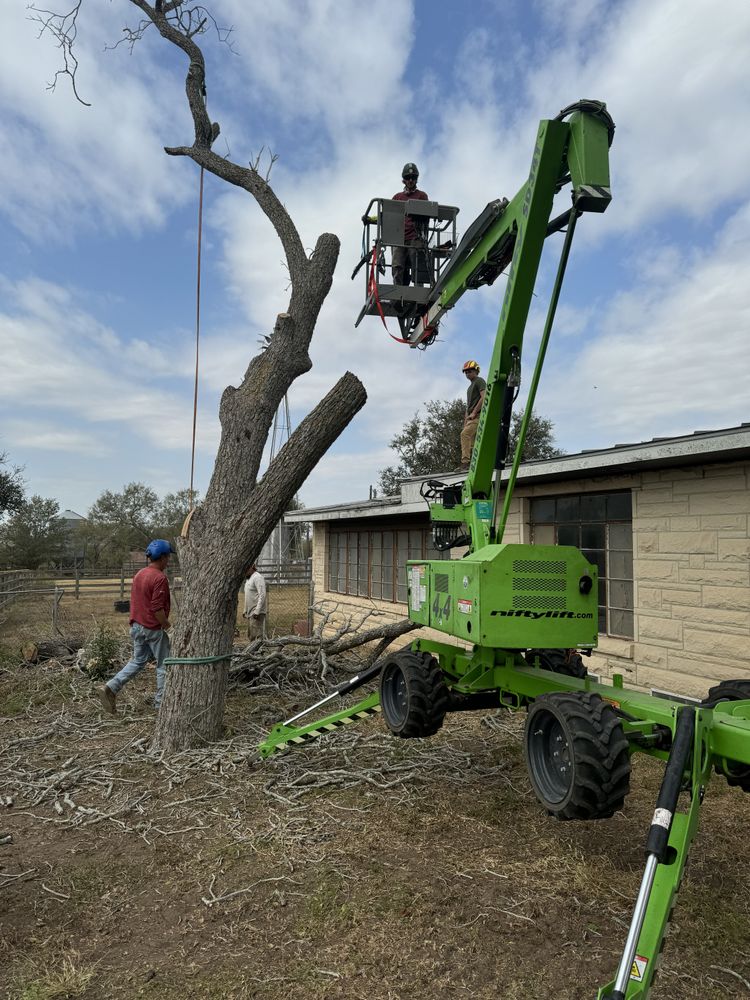 All Photos for Braun Tree Service in Floresville, Texas