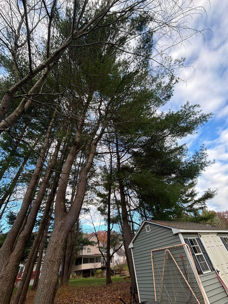 All Photos for T's Trees in Albany, NY