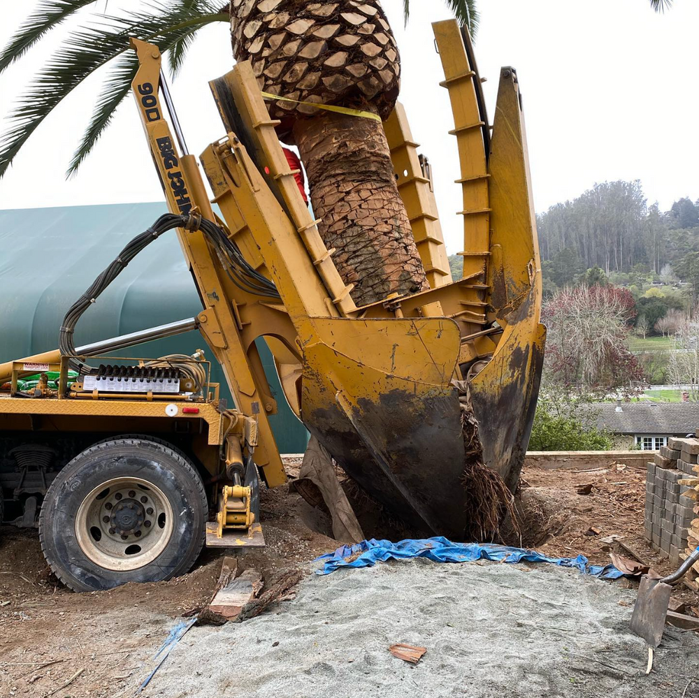 All Photos for A1 Tree Care in San Jose, CA