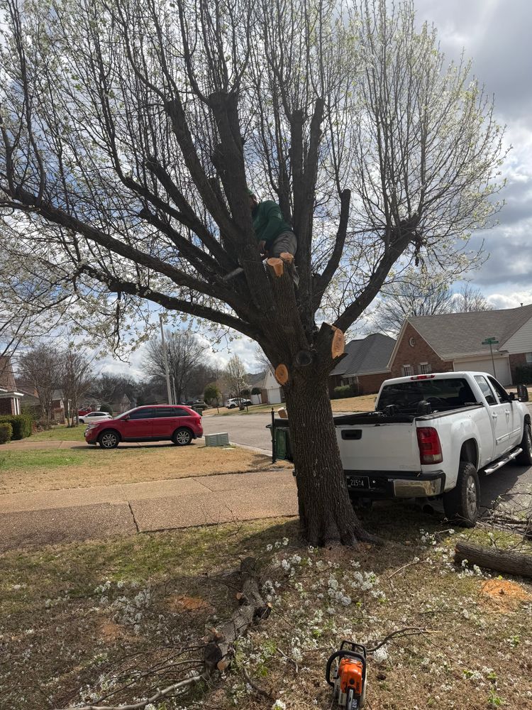 All Photos for Kingdom Landscaping in Memphis, TN