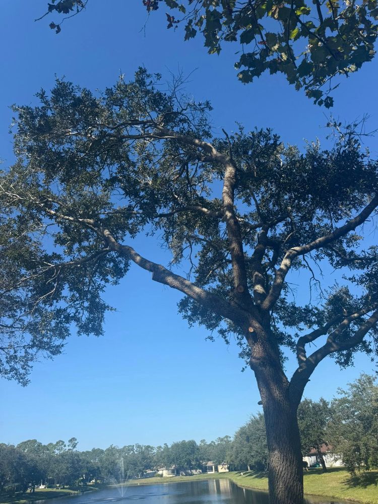 Tree Services for Grind Time Tree Service in Daytona, FL