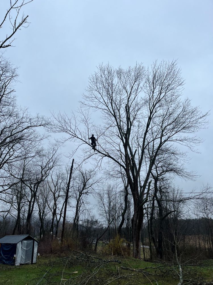 All Photos for Licensed to Cut Tree Service in Athens, PA