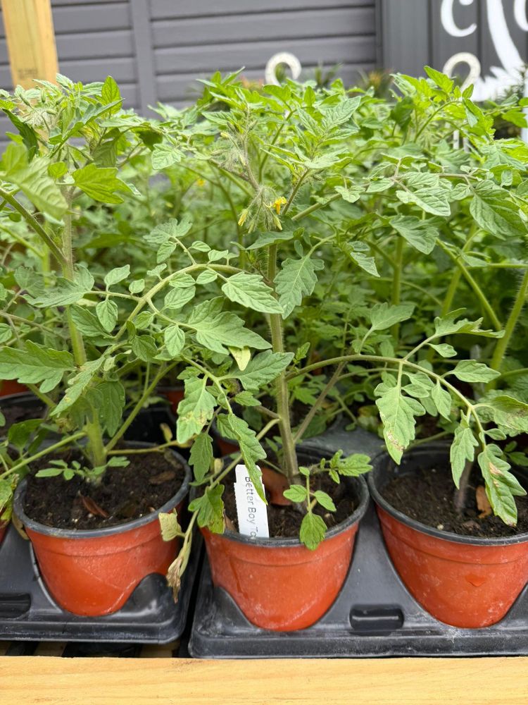 All Photos for Southern Roots Tree Farm in Crystal River, FL