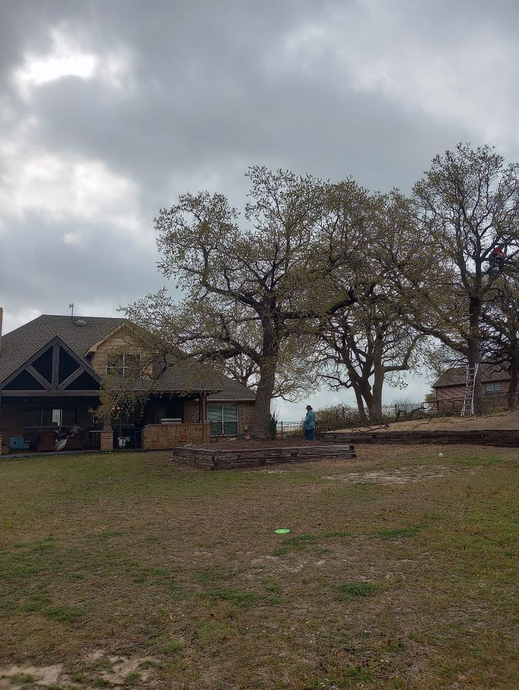 Tree Removal for Marks Tree Service in Fort Worth, TX