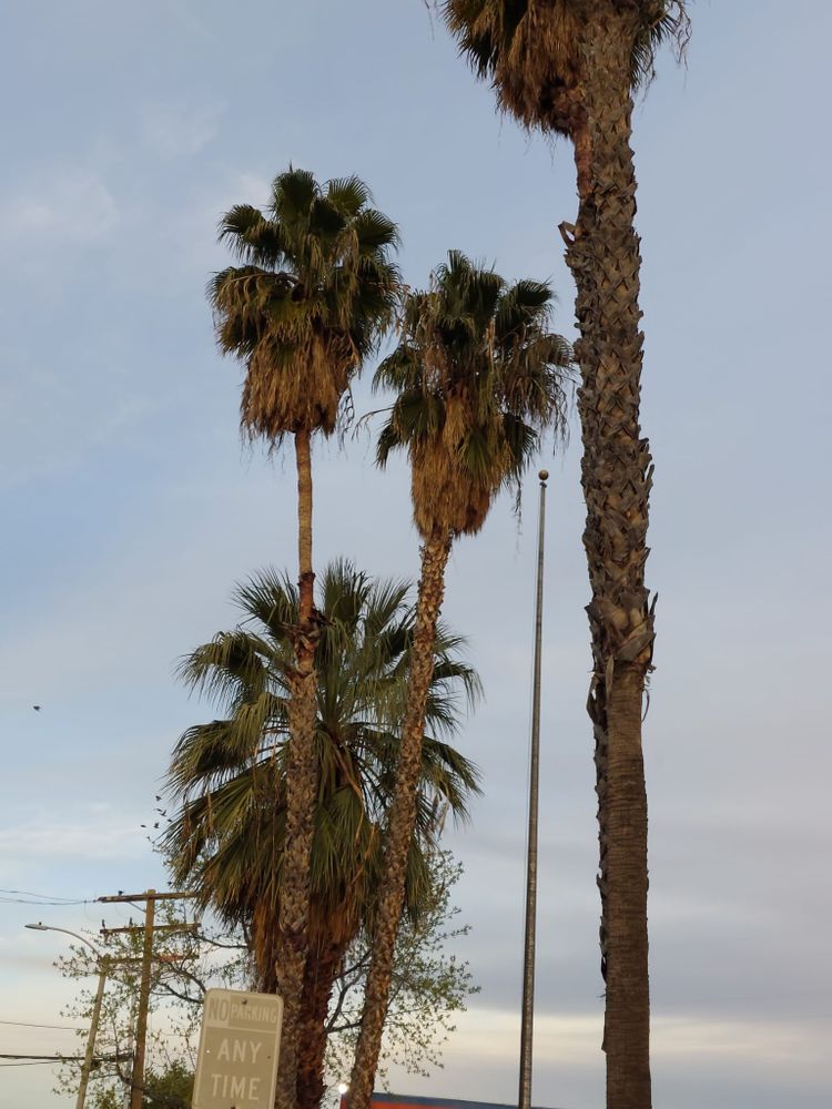 Our Fall Clean Up service ensures your property stays pristine year-round, offering leaf removal, debris clearing, and seasonal maintenance to keep your landscape healthy and beautiful for the coming winter months. for Best Lawncare in Colton, CA