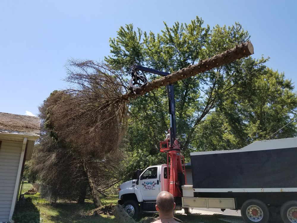 All Photos for O&O Tree Service in Rockford, IL