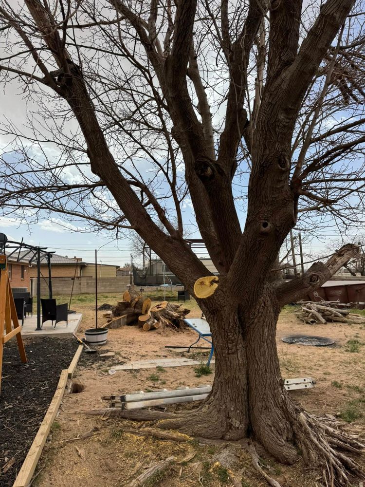 Tree Removal for Lion In The Tree Trimming Service in Big Spring, TX