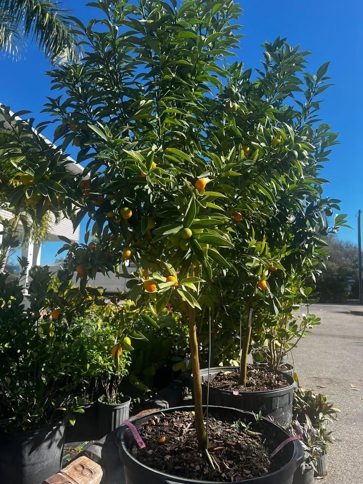 All Photos for Lawn Caring Guys in Cape Coral, FL