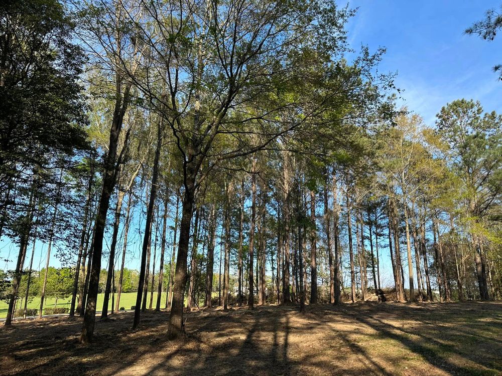 We offer Forestry Mulching, which is a cost-effective way to clear land without damaging the environment. We use specialized equipment to mulch trees and brush quickly and efficiently! for White’s Land Maintenance in Milton,, FL