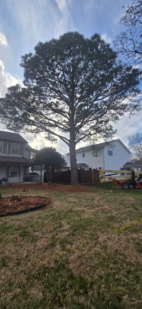 All Photos for Beach Tree Care in Virginia Beach, VA
