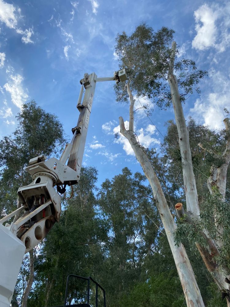 All Photos for Lalo's Tree Service in Willows, CA