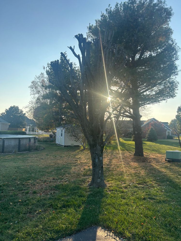 All Photos for Optimum Tree Service And Landscaping in Bowling Green, KY