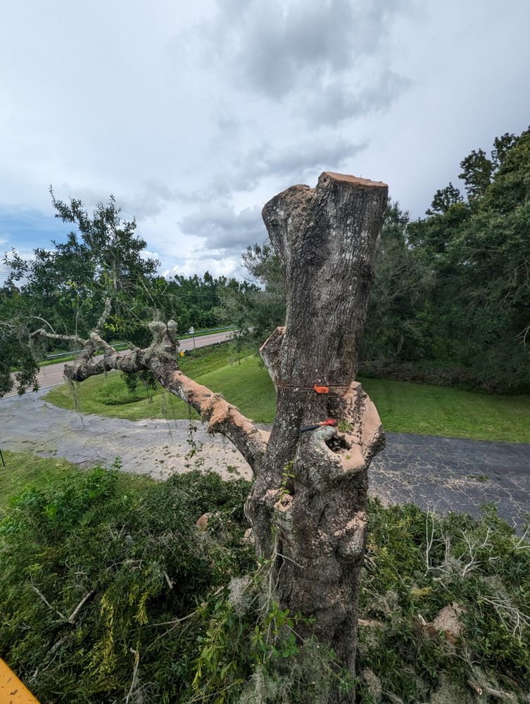 All Photos for Regal Tree Service and Stump Grinding in Wauchula, FL