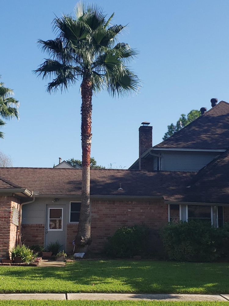 All Photos for Servin's Tree Care  in Houston, TX