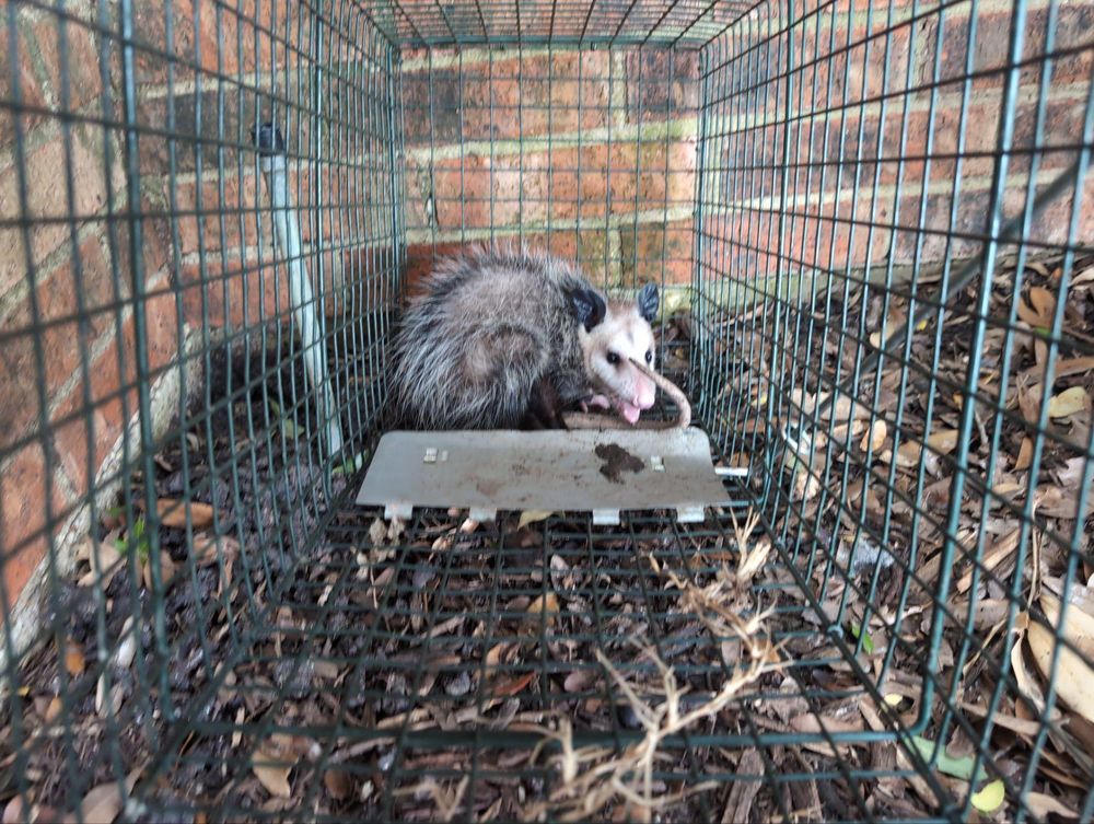 All Photos for Topper's Wildlife Removal in Garland, TX