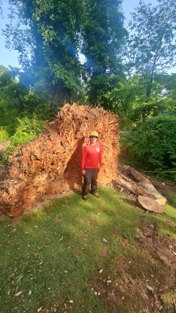 All Photos for Sasquatch Tree Services LLC in Spartanburg, SC