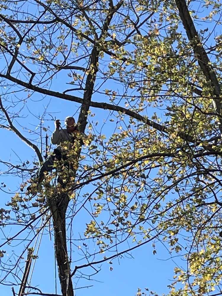 All Photos for Stinger Tree Service in Belleville, IL