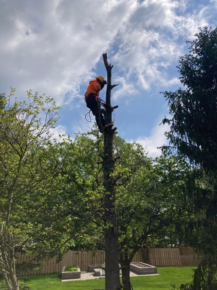All Photos for Village Tree Service  in Whitestown, IN