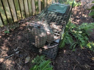 All Photos for Toppers Wildlife Removal in Garland, TX