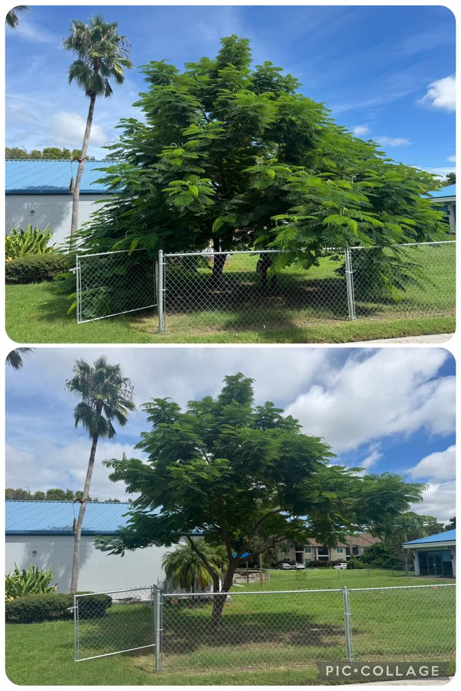 All Photos for Adam's Tree and Stump Care in Sarasota, FL