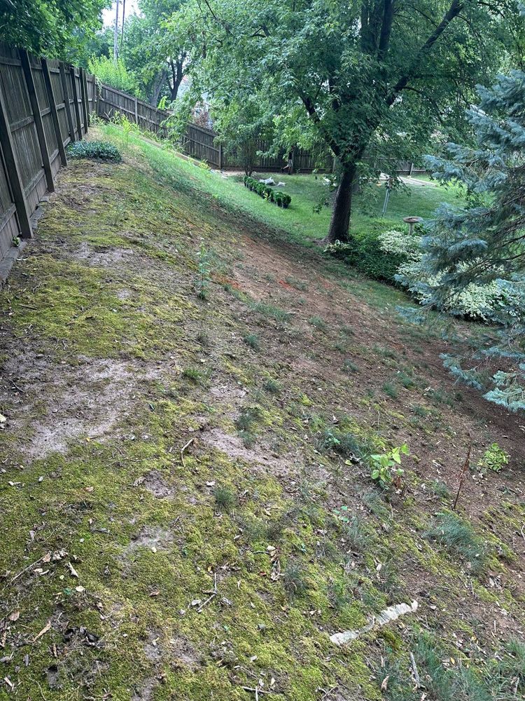 Tree Removal for Greenlee & Family Landscaping Services in Peoria, IL