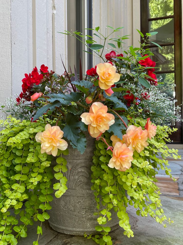 Container Gardening for Sustainable Lawn and Landscape in Banner Elk, NC
