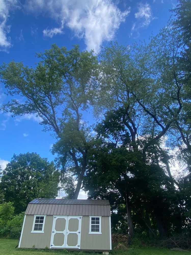 Tree Removal for Licensed to Cut in Athens, PA