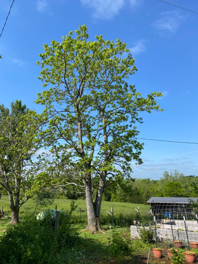 All Photos for Houtz Tree Service in Lexington, KY