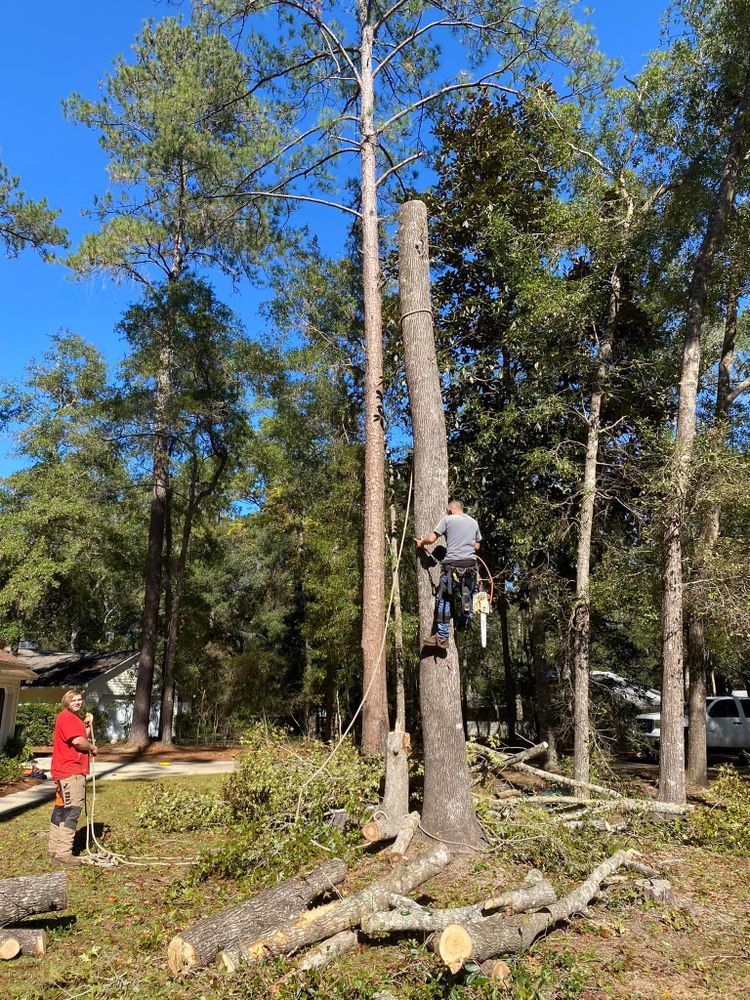 All Photos for Tates Tree Service in Tallahassee, FL
