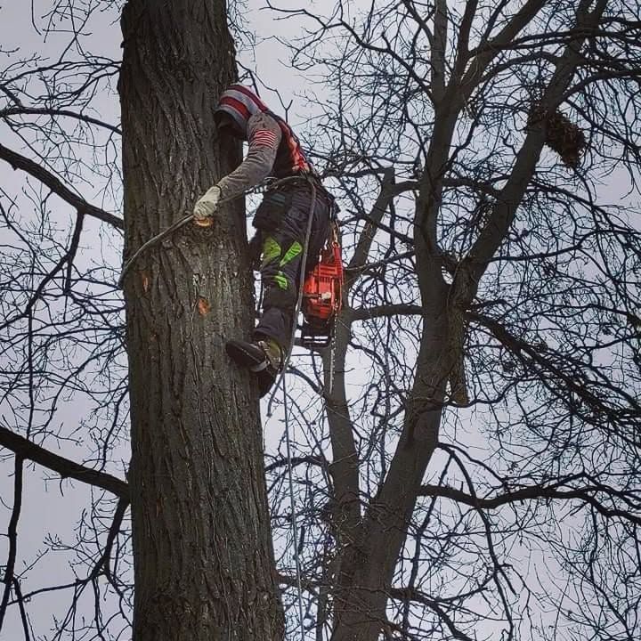 Tree Removal for Highborn Tree Service in Wheatfield, IN