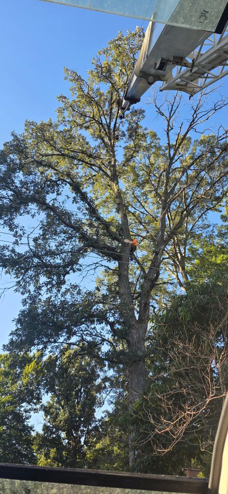 All Photos for Advanced Tree Solutions in Rockville, IN