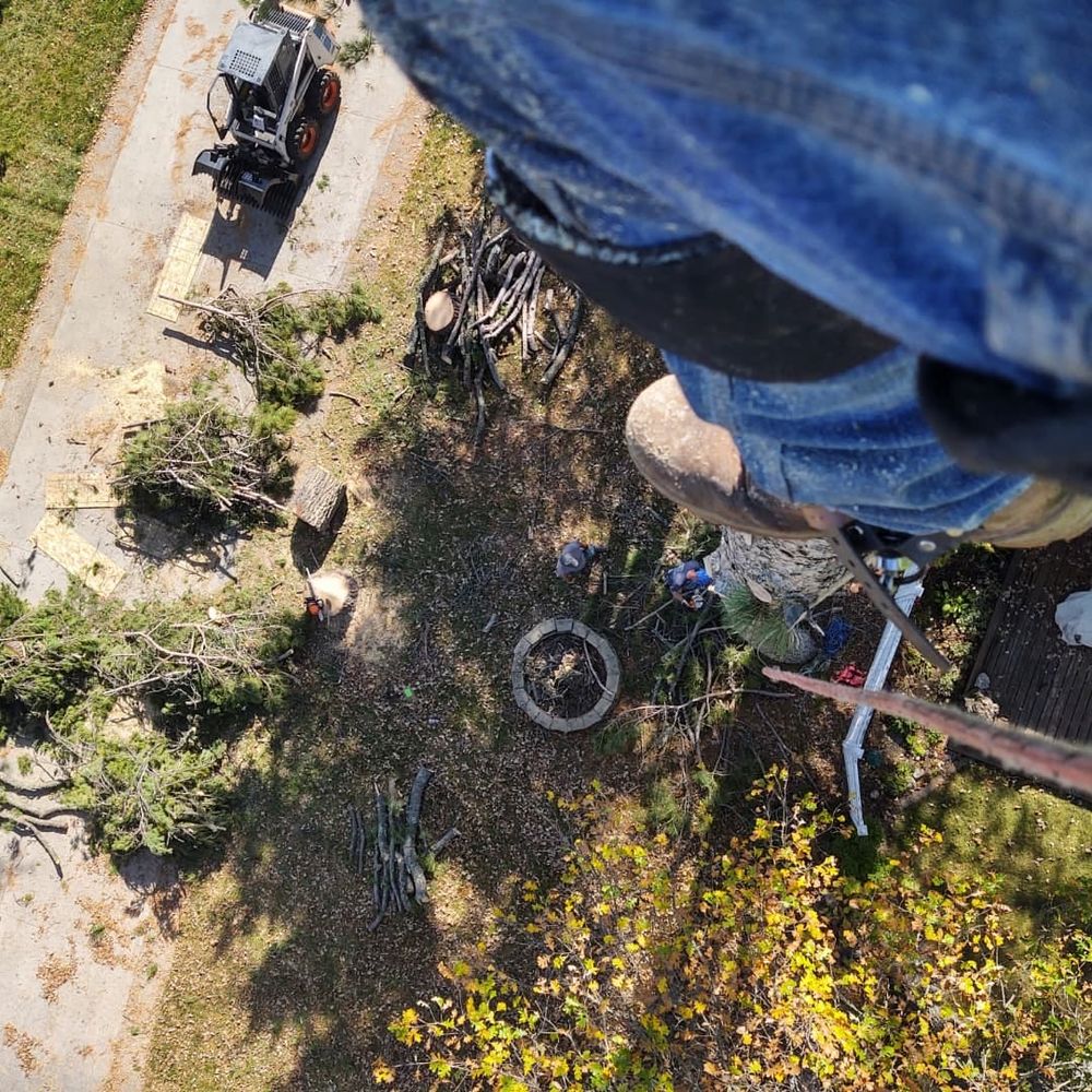 Tree Removal for Wenzels Tree Service LLC  in Bemidji, MN