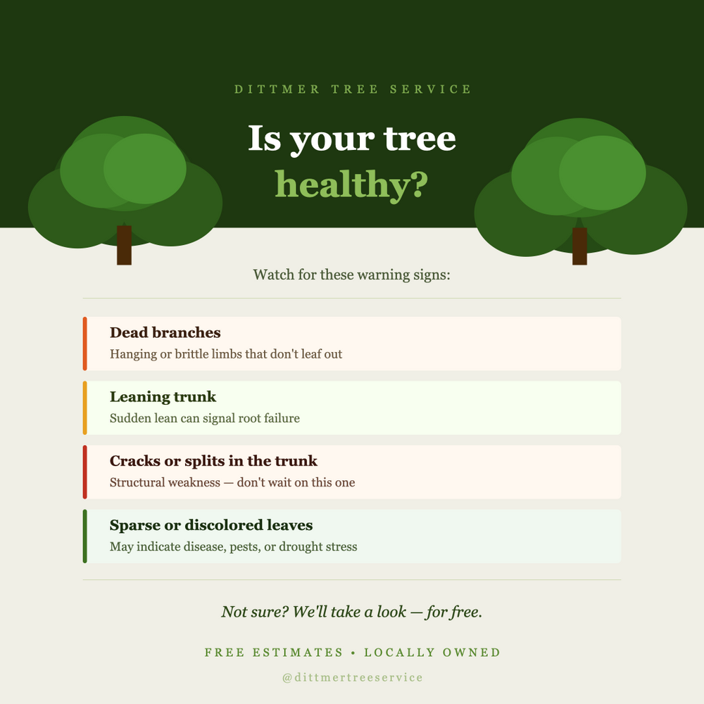 All Photos for Dittmer Tree Service in Davenport, IA