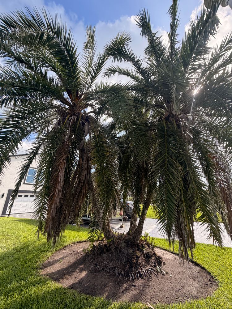 All Photos for Vanic's Landscaping in Port Orange, FL