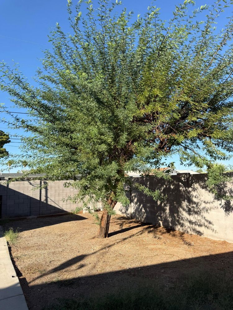 All Photos for Oliver L. Palm & Tree services in Yuma County, AZ