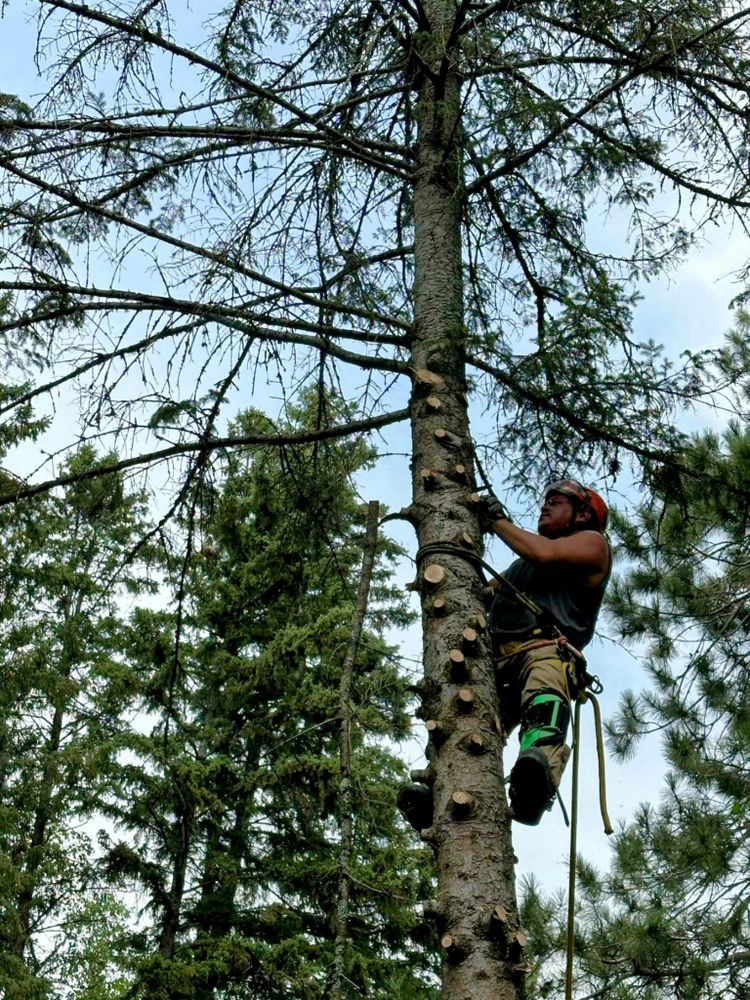 All Photos for Dan's Tree Service LLC in Bemidji, MN