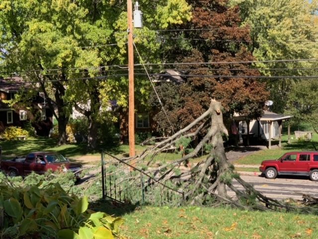 Tree Removal for A.M. Forestry LLC in Nekoosa, WI