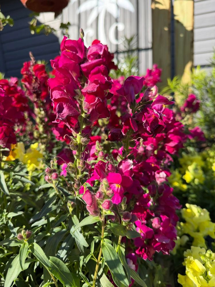 Enhance your home’s beauty with our exquisite flower bouquets, crafted to complement any space. Our expert team ensures vibrant arrangements delivered fresh, adding color and elegance effortlessly to your living environment. for Southern Roots Tree Farm in Crystal River, FL