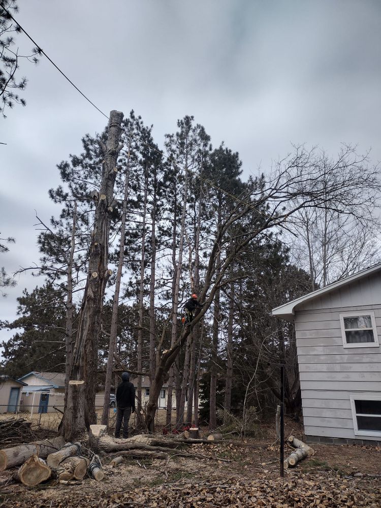 Tree Removal for Dan's tree service in Bemidji, MN