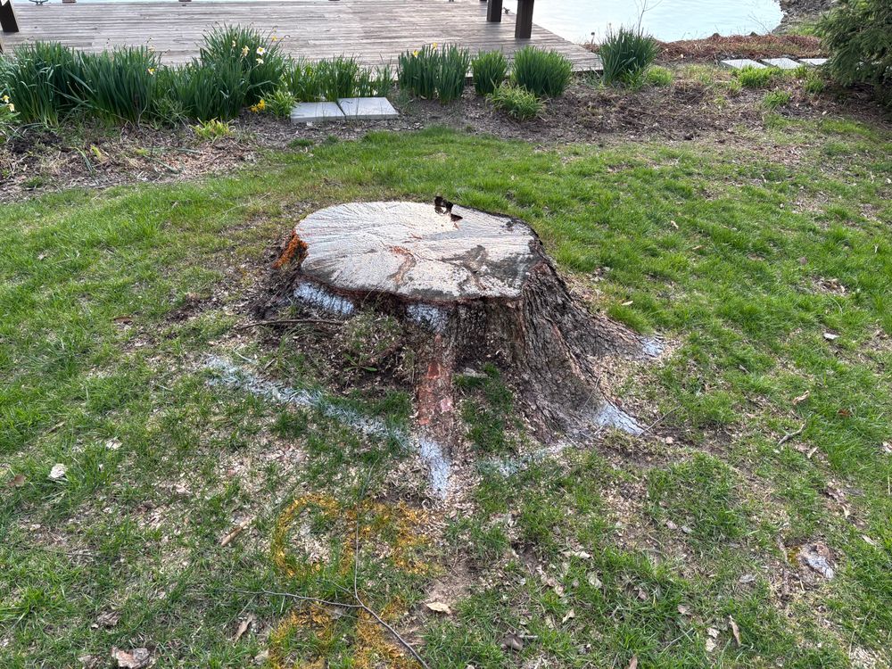 All Photos for Conrad's Stump Removal in Columbus, IN