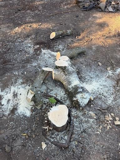 All Photos for Willamette Landscaping & Tree Services in Albany, OR