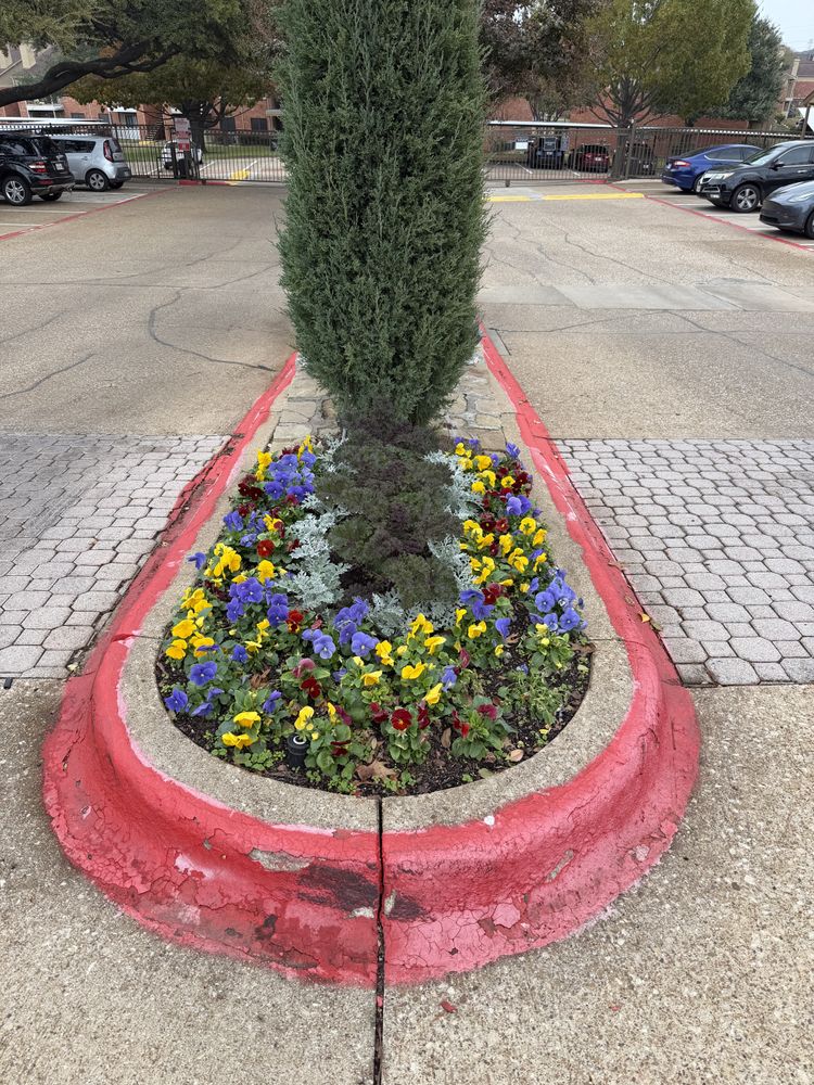 Fall flowers for Guerrero's Landscape in Fort Worth,  TX