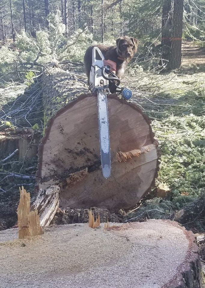 Our Tree Removal service safely eliminates unwanted or hazardous trees from your property, ensuring a clean and secure environment while preserving your landscape's beauty. Trust our experts for efficient and reliable solutions. for Bailey's Cutting LLC in Bend, Oregon