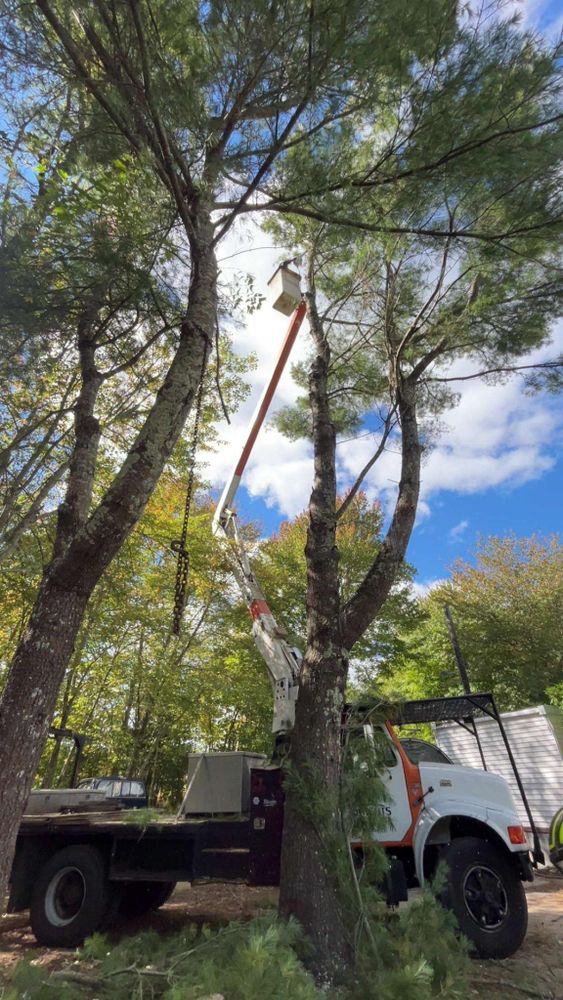 All Photos for Dwights Tree Service LLC in Middleborough, MA