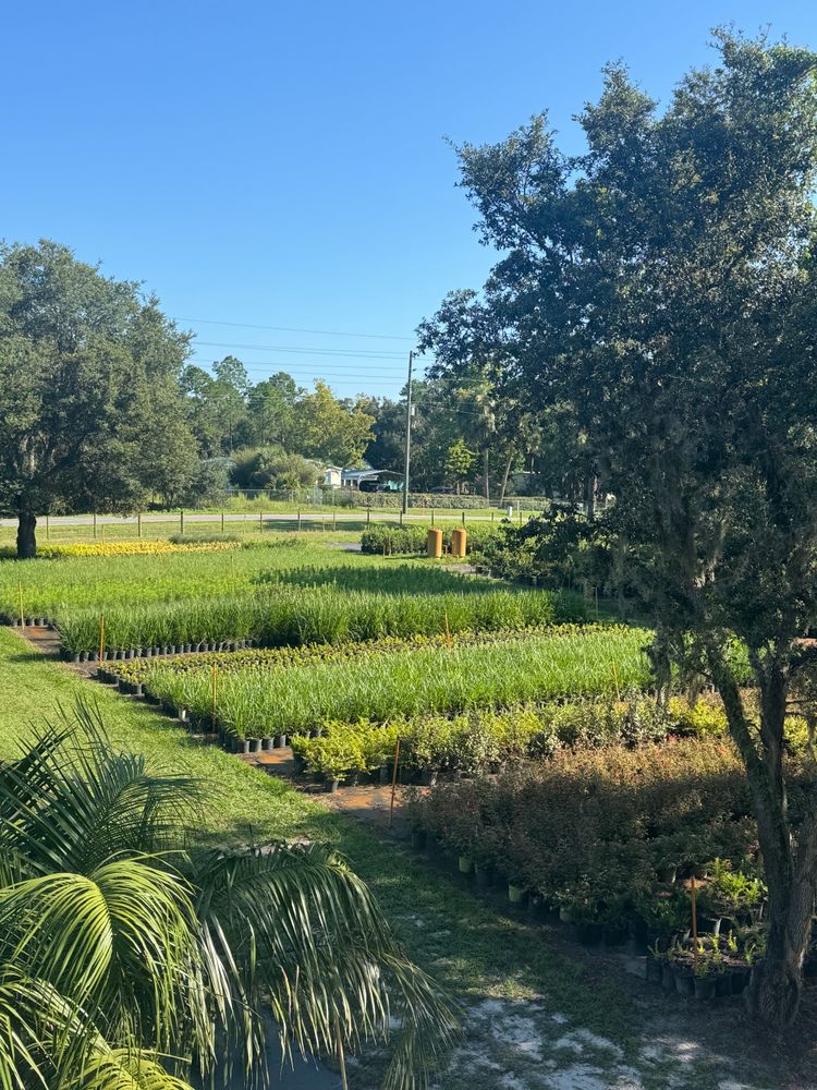 All Photos for Southern Roots Tree Farm in Crystal River, FL