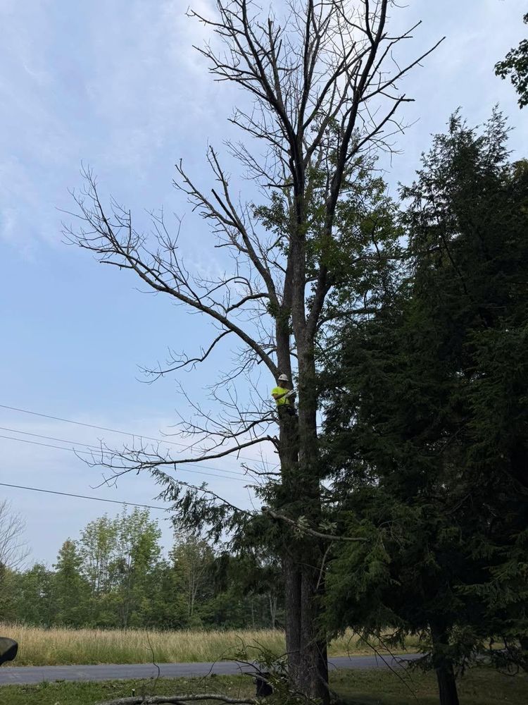 All Photos for Sterlings Tree Removal in Cobleskill, New York