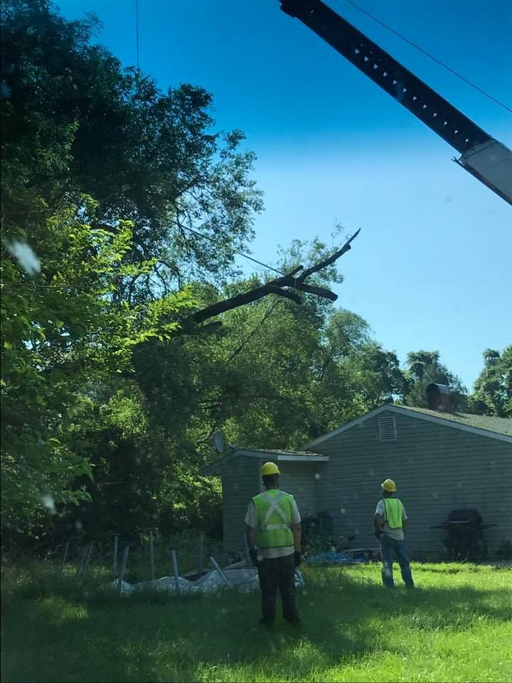 All Photos for Loockerman's Tree and Stump Removal in Dover, DE