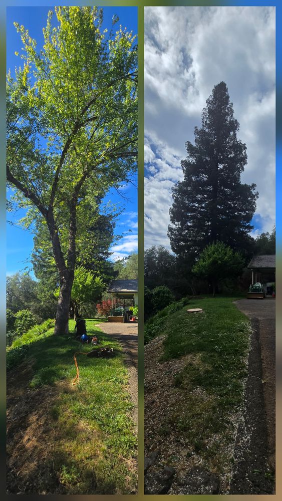 All Photos for George Staddan's Professional Tree Care in Placerville, CA